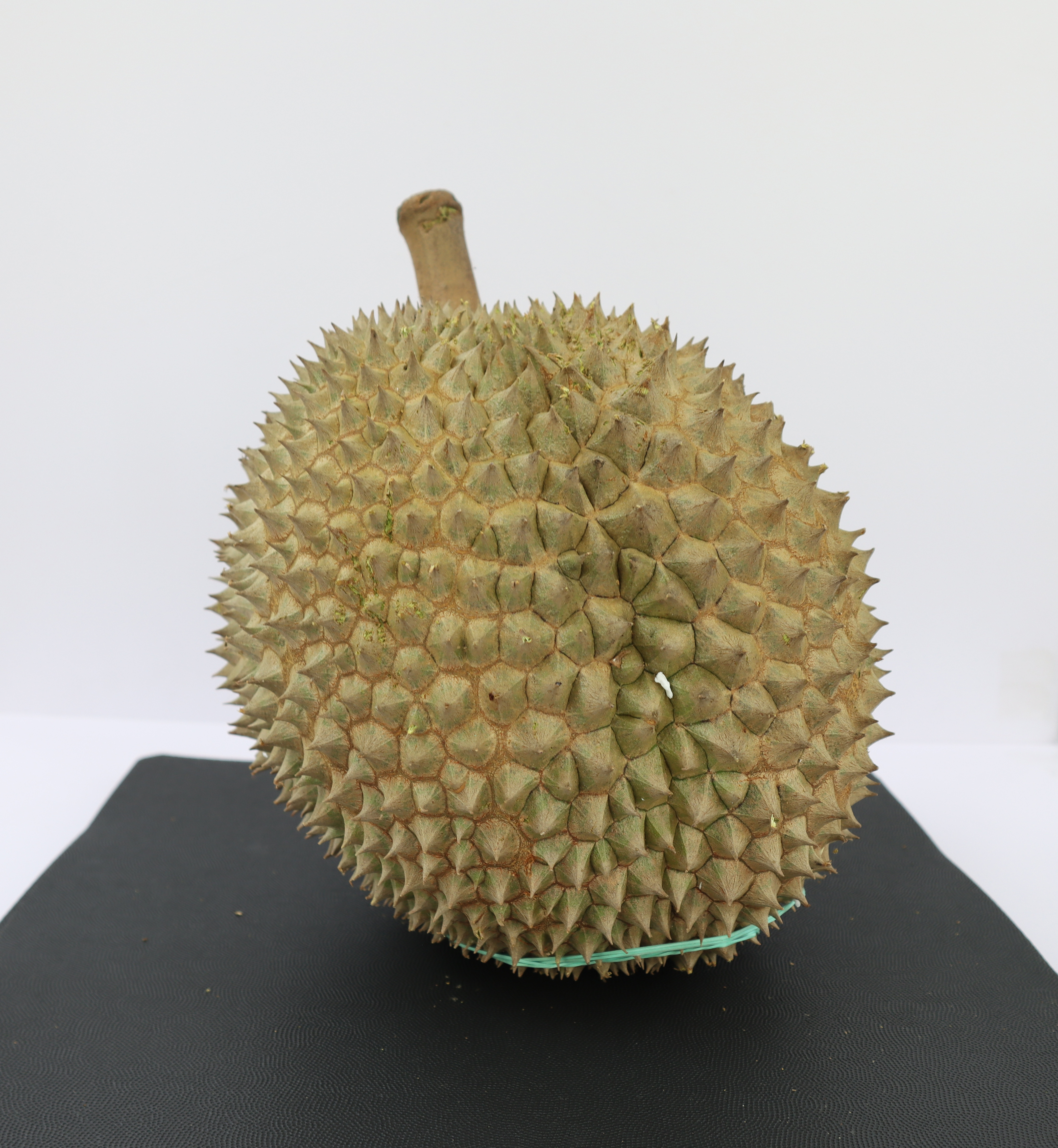 黑刺樹上熟 (AA級別) 榴槤 : 每磅 $125