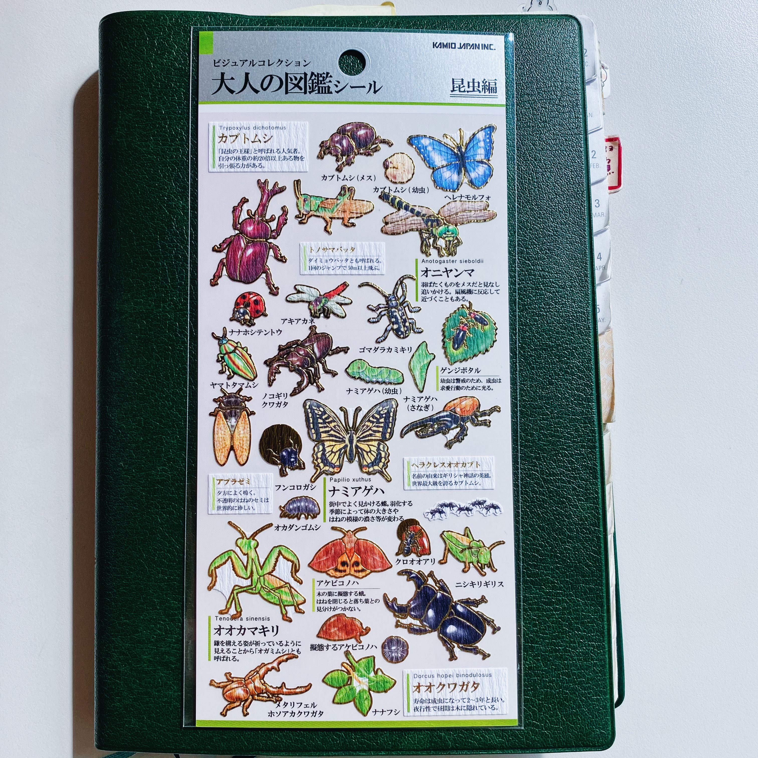 昆蟲 Kamio 大人的圖鑑系列 金箔壓印手帳貼紙