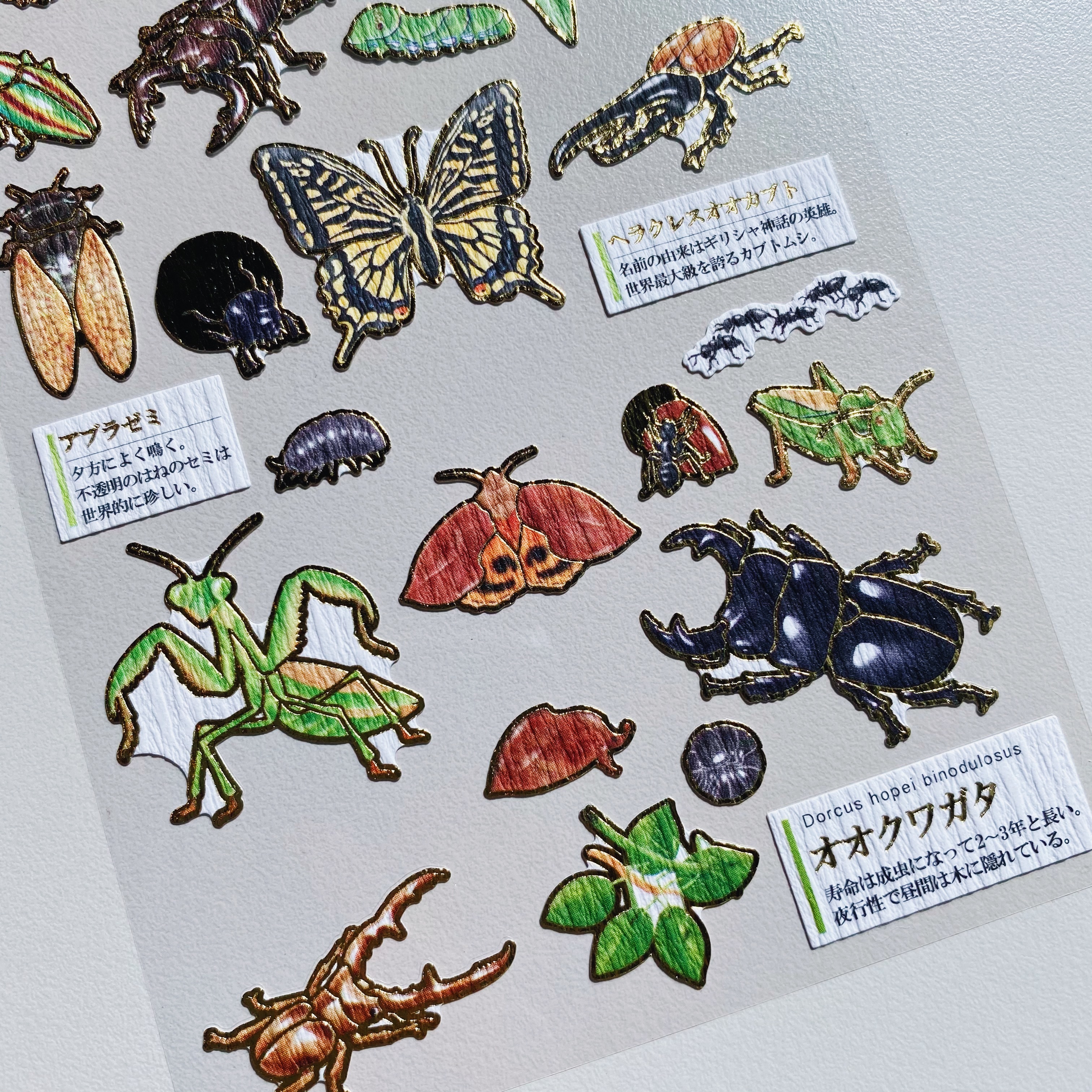 昆蟲 Kamio 大人的圖鑑系列 金箔壓印手帳貼紙