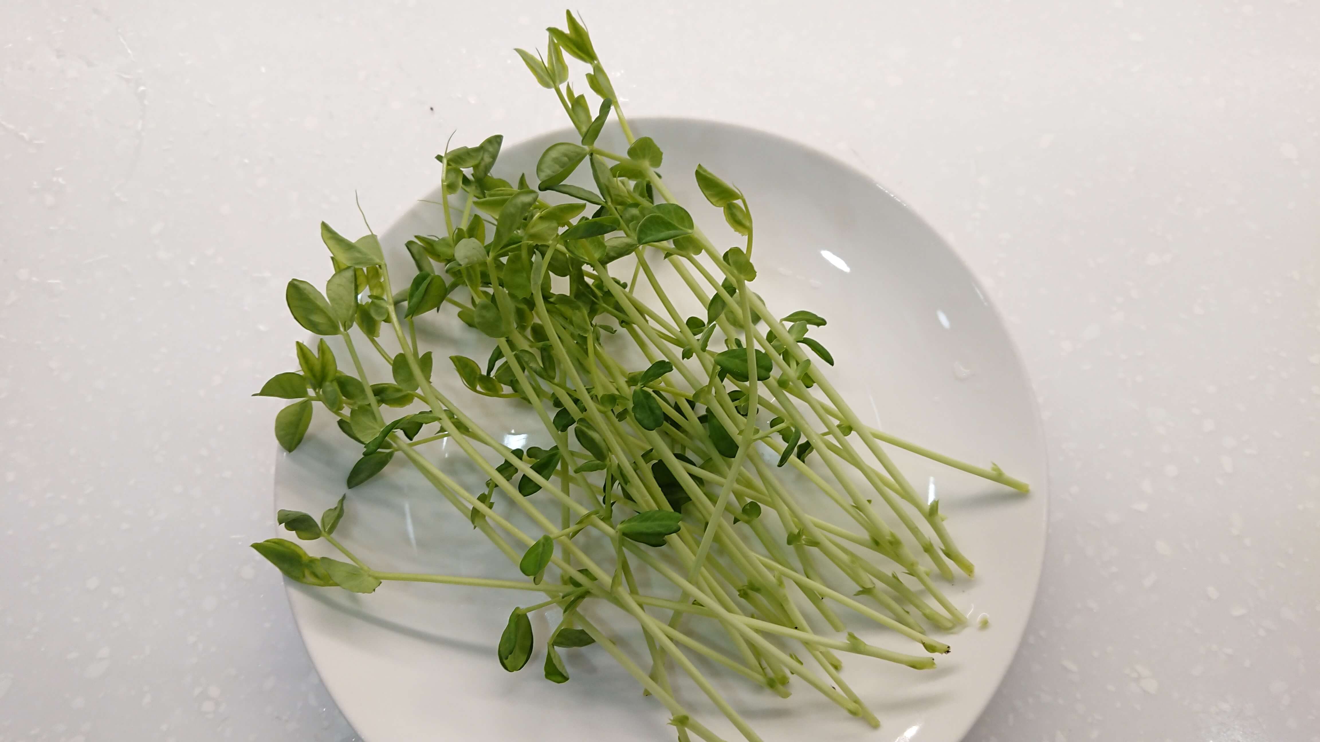 收成 鮮嫩的豌豆嬰