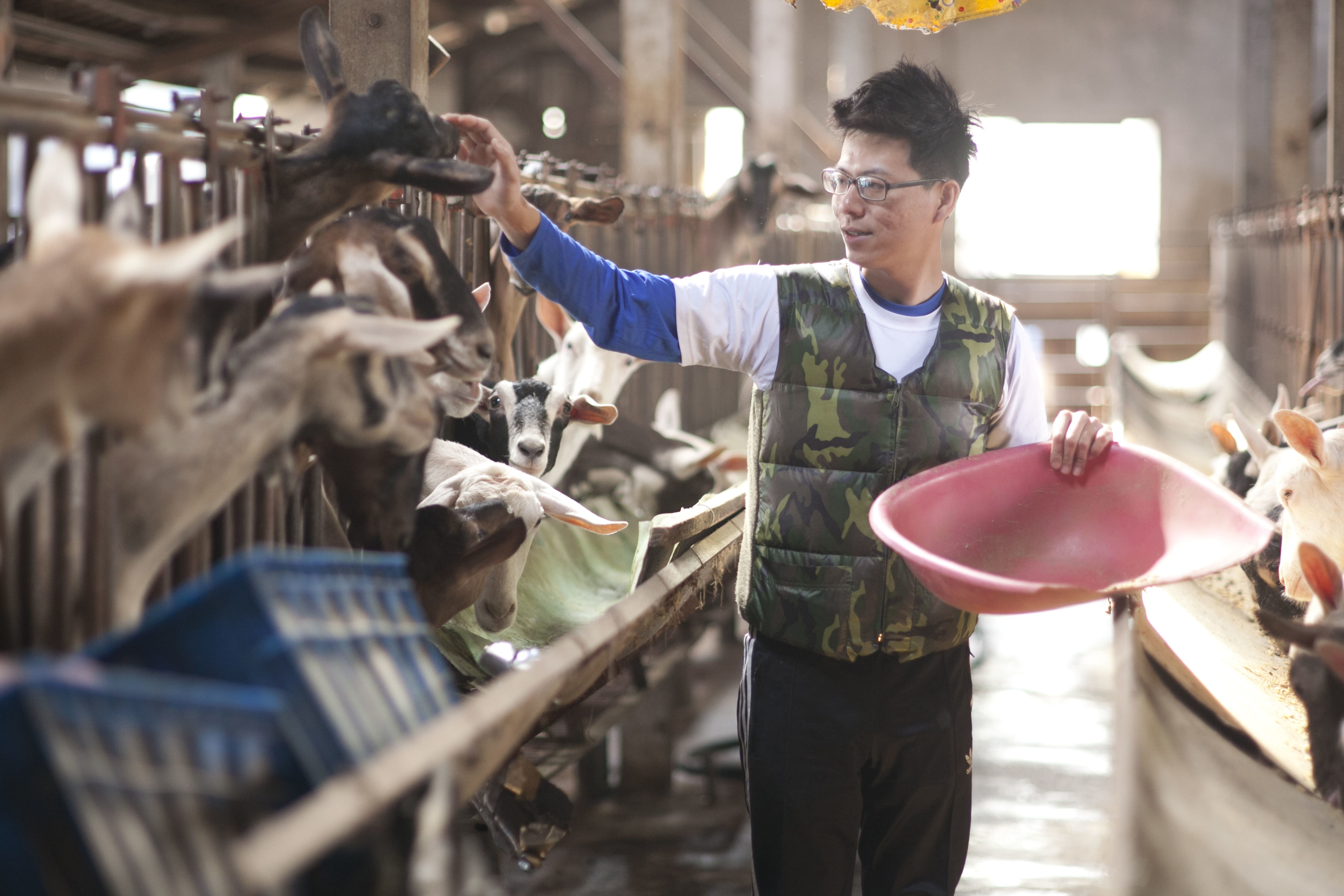 每個清晨，當人們還在夢鄉睡得正甜，例行擠奶工作已為牧場忙碌的一天揭開序幕