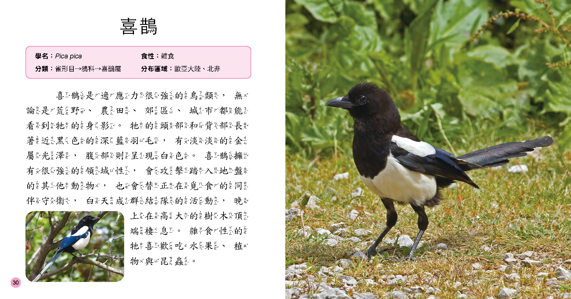 小百科圖鑑：鳥類小百科