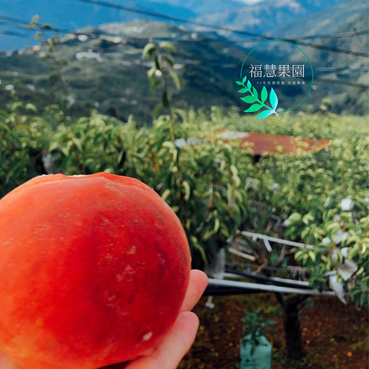 高山水蜜桃,梨山,水蜜桃,台灣水蜜桃,高級水果