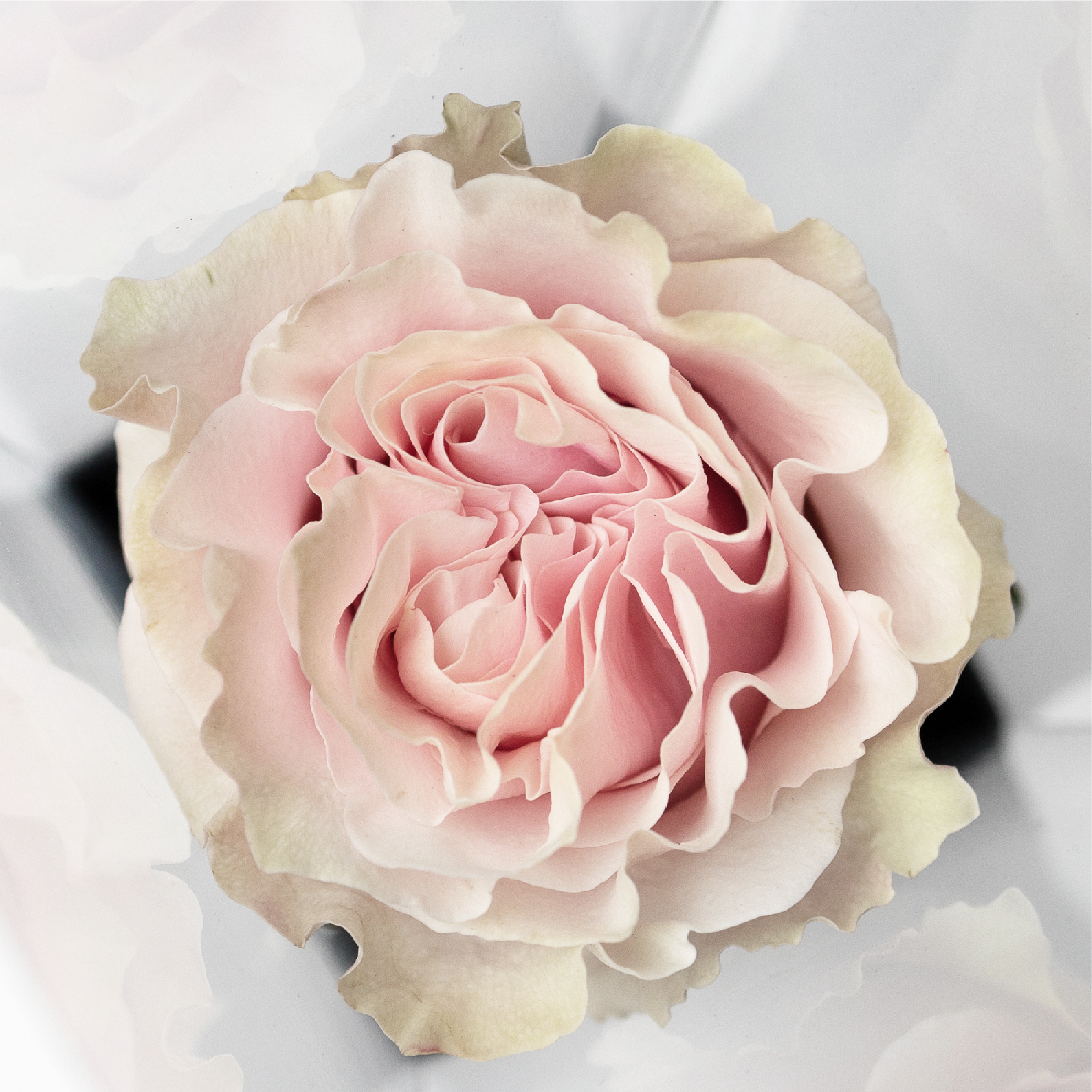 單朵情人節玫瑰 - 粉