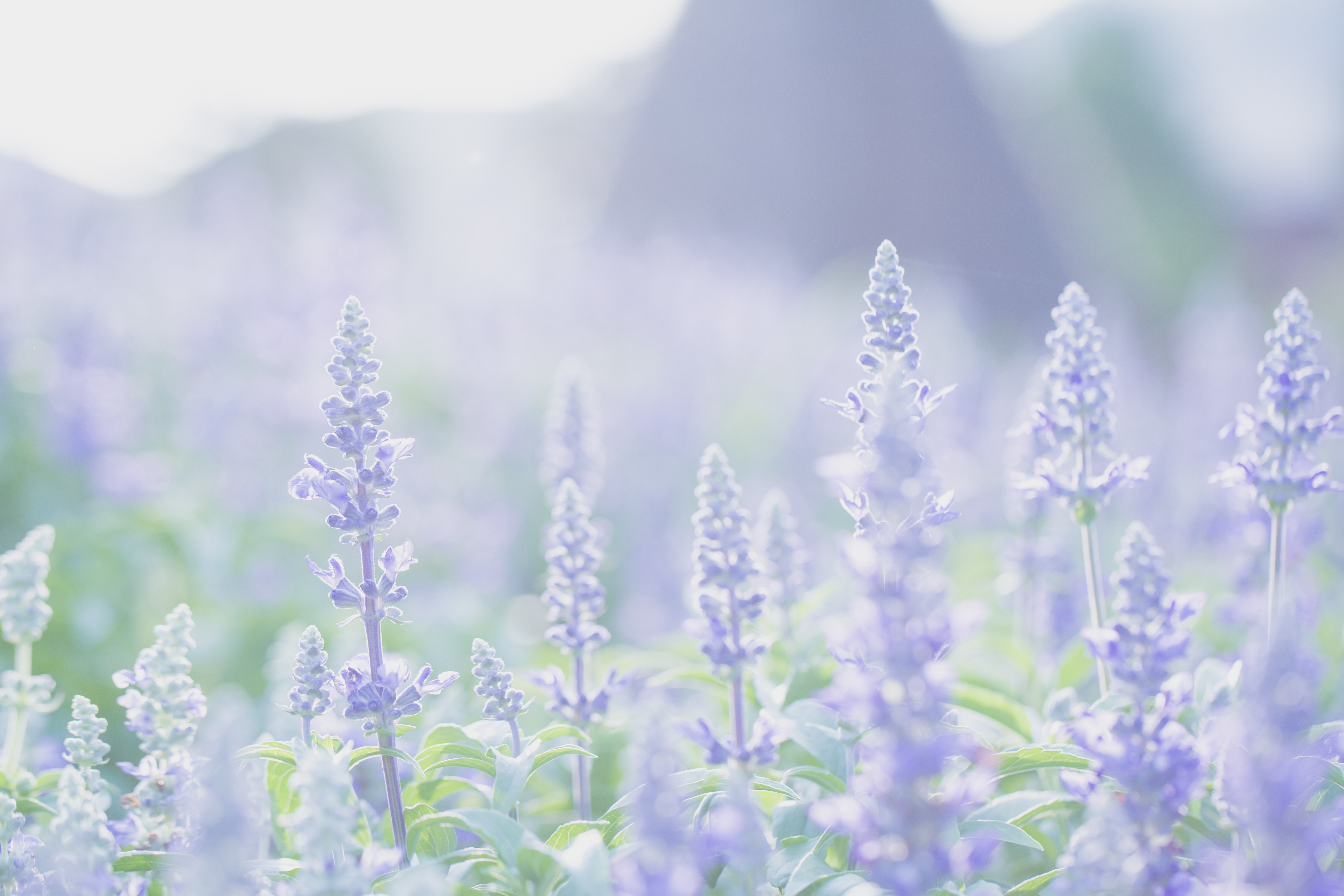 薰衣草森林,精油,芳療,沐浴用品,乾洗手