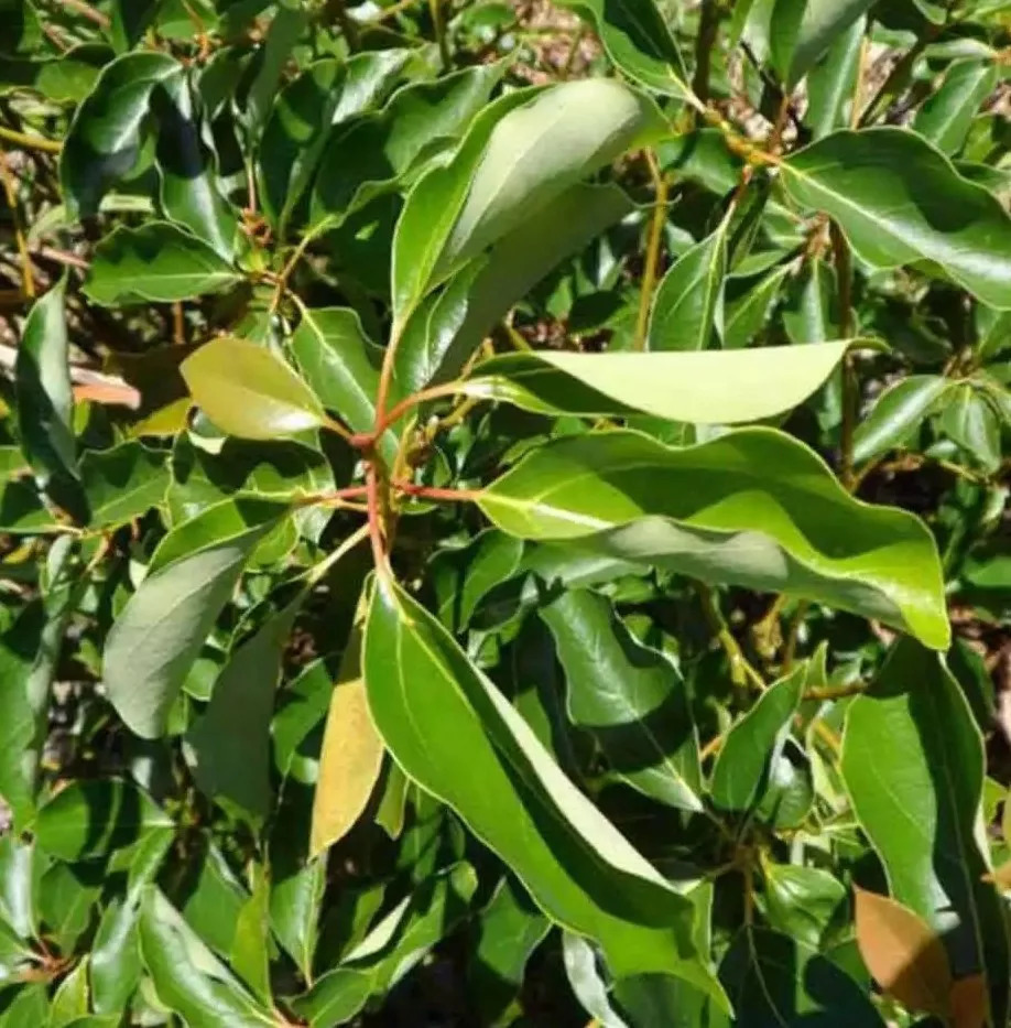 純露 | 有機桉油樟純露 Ravintsarahydrolat bio