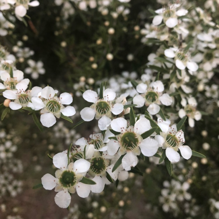 單方精油 | 檸檬細籽Lemon teatree