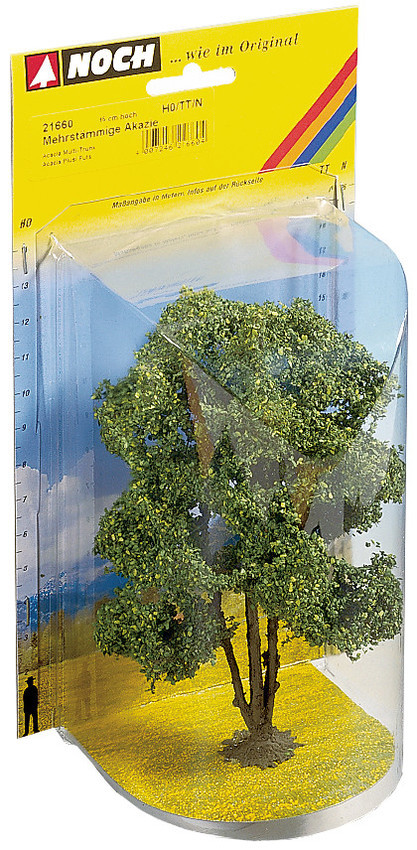 Noch 21660 Acacia 相思樹