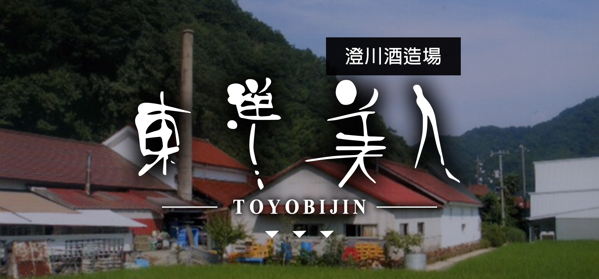 東洋美人TOYOBIJIN|AMALL清酒專門店|SAKE|日本酒|酒