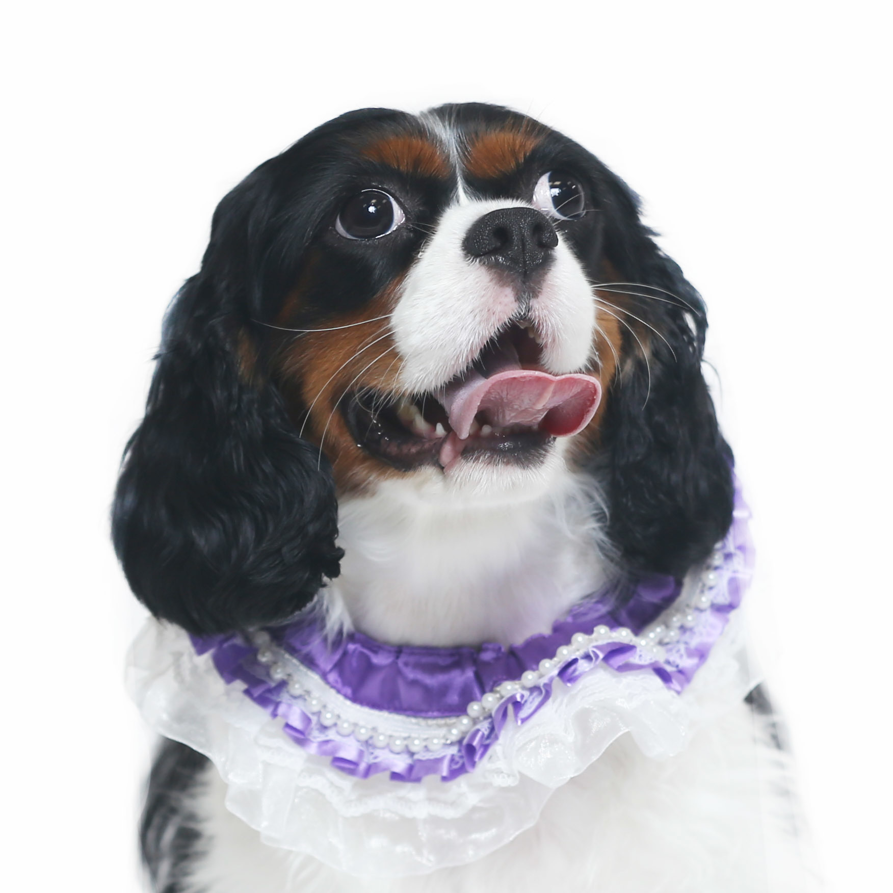 Pearl with Purple Lace Collar