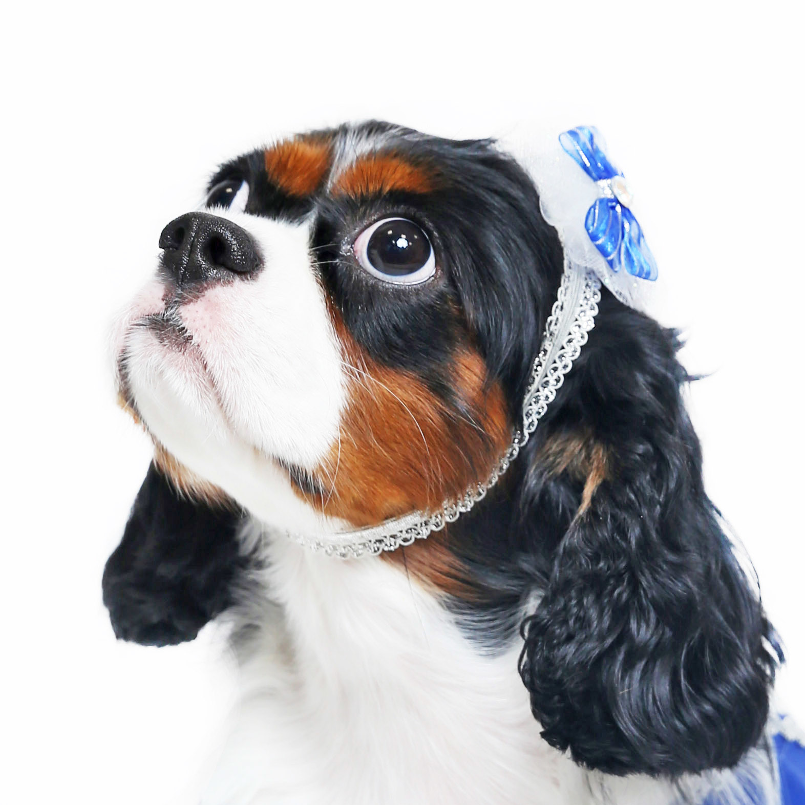 Royal Blue Ribbon Headband