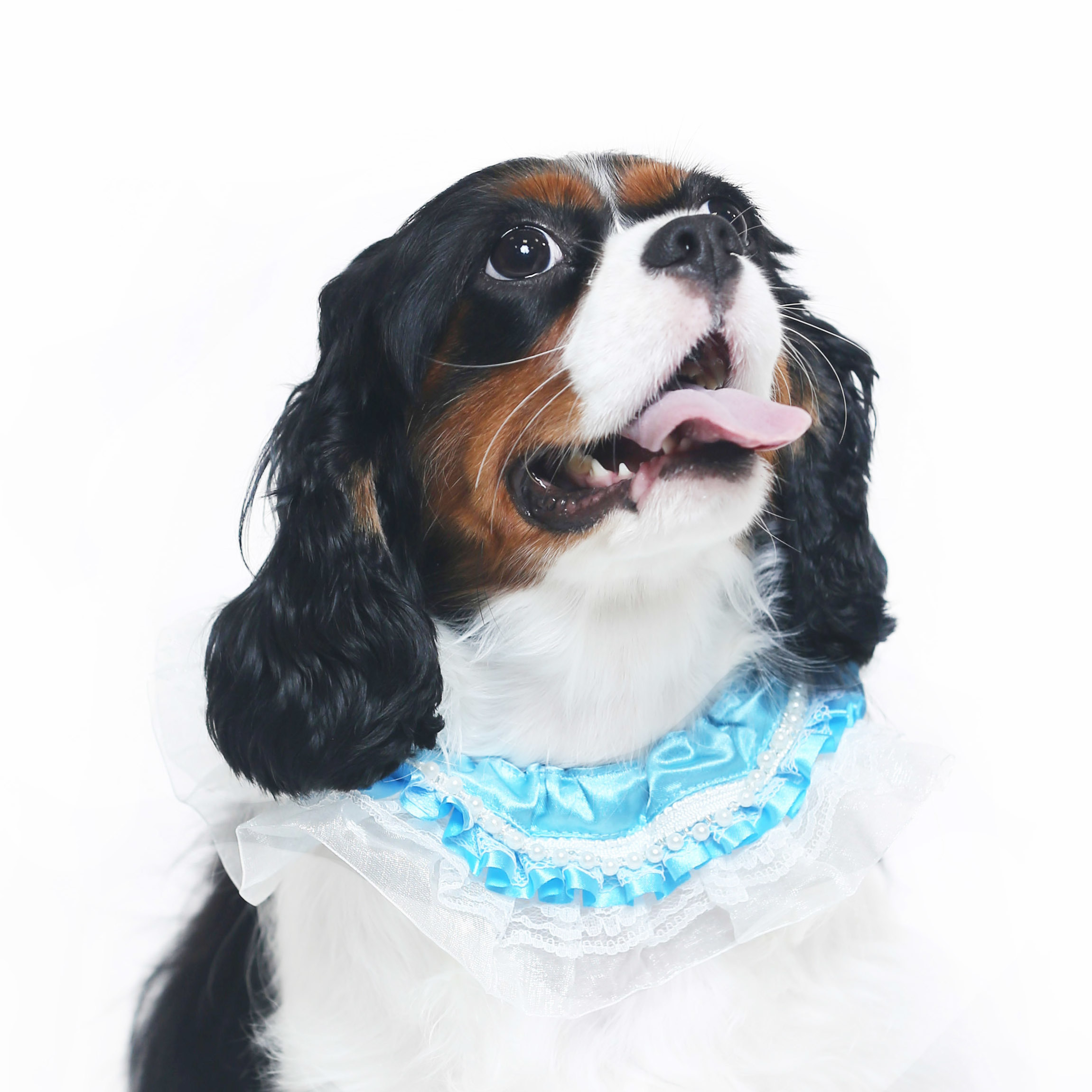 Pearl with Blue Lace Collar