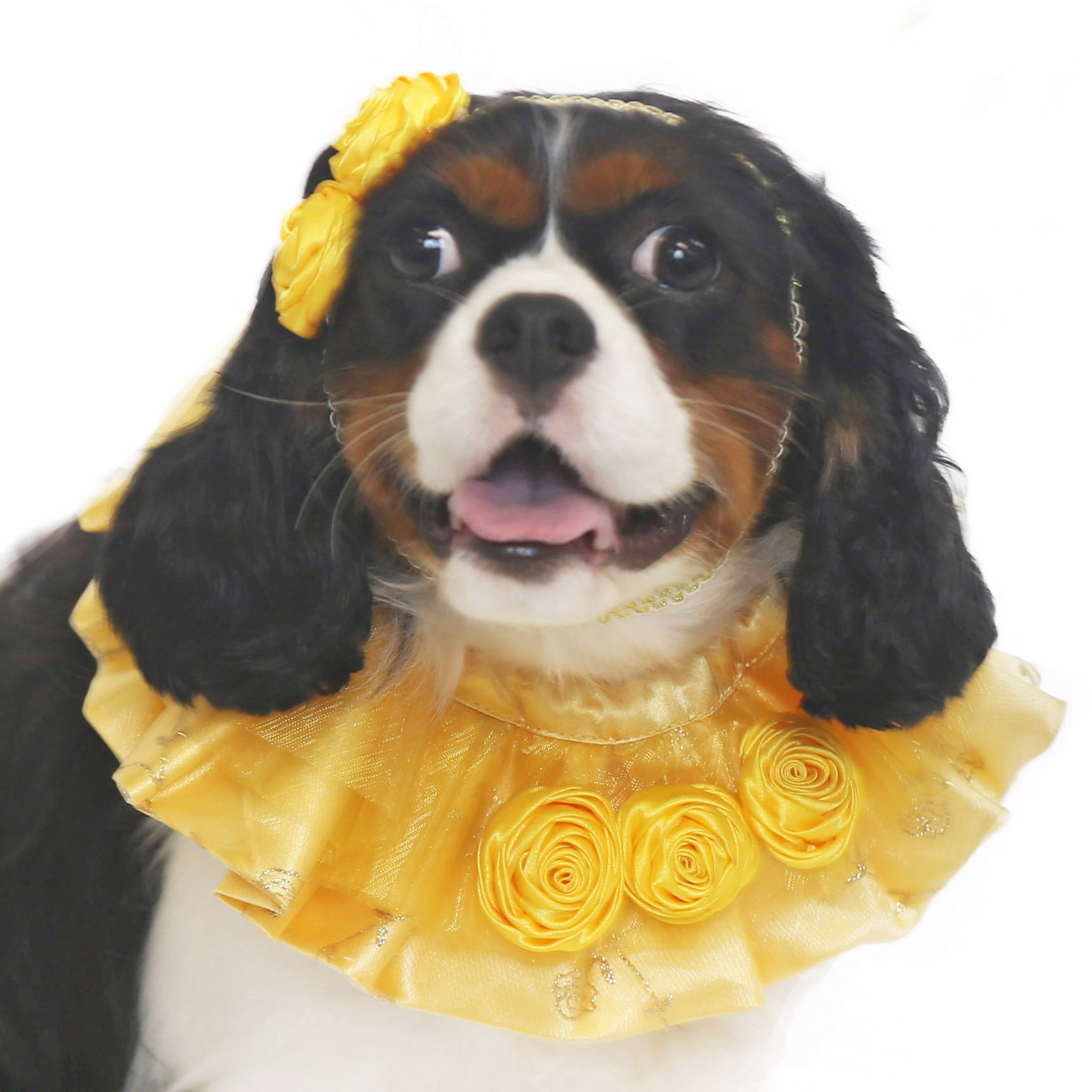 Yellow Rosy Princess Collar