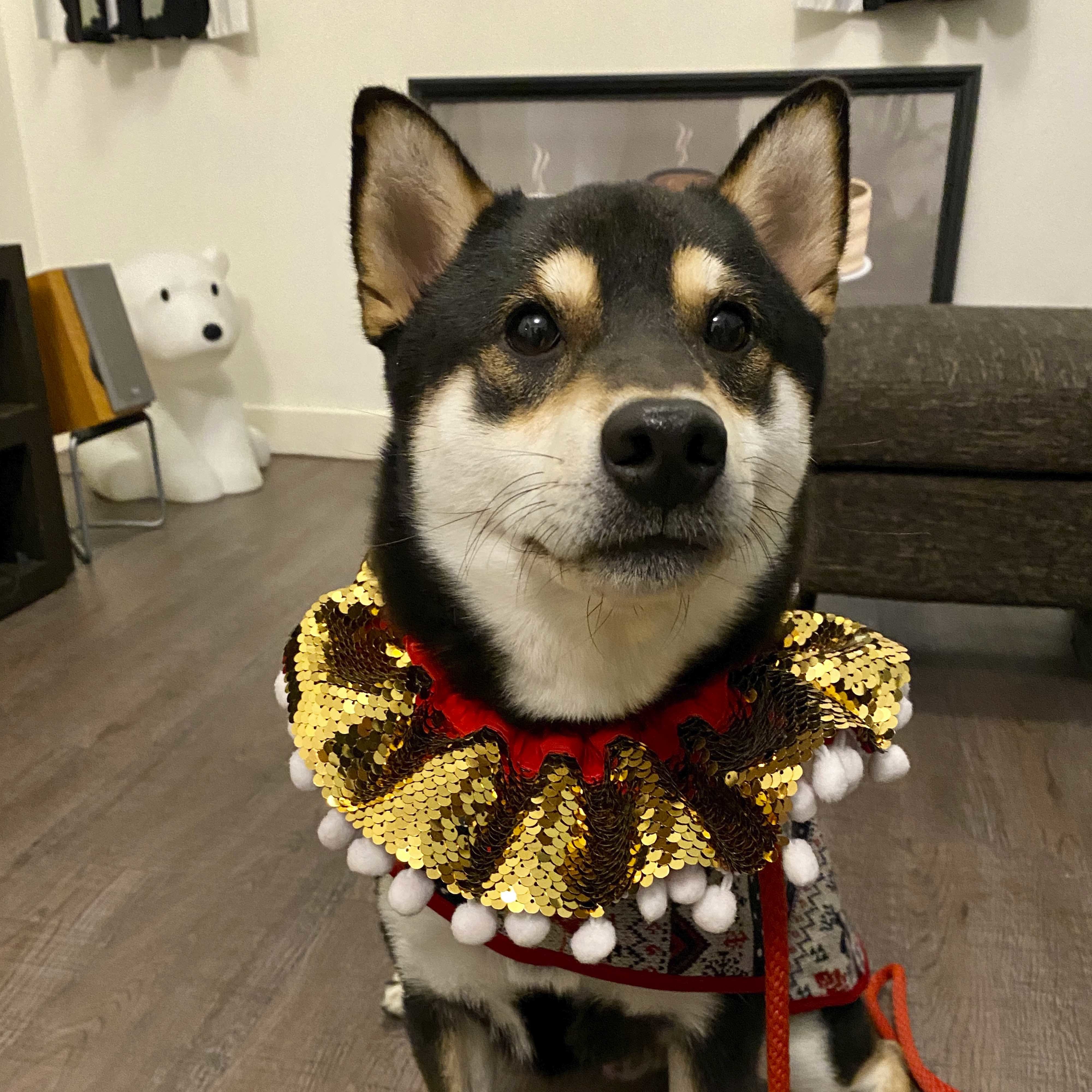 Golden & Silver Sequin Collar