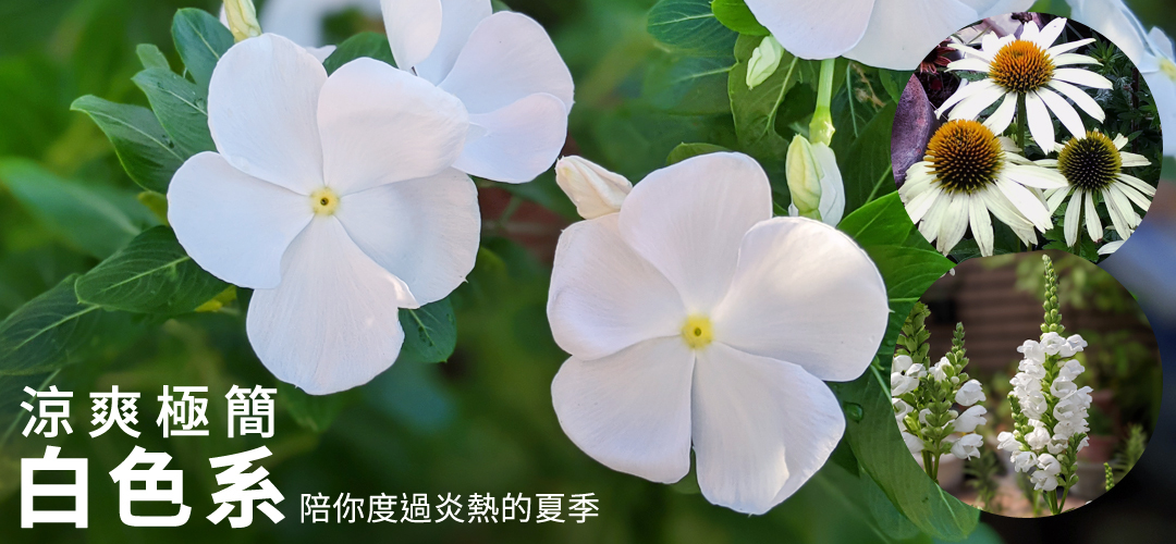 涼爽極簡的白色系陪你度過炎熱的夏季