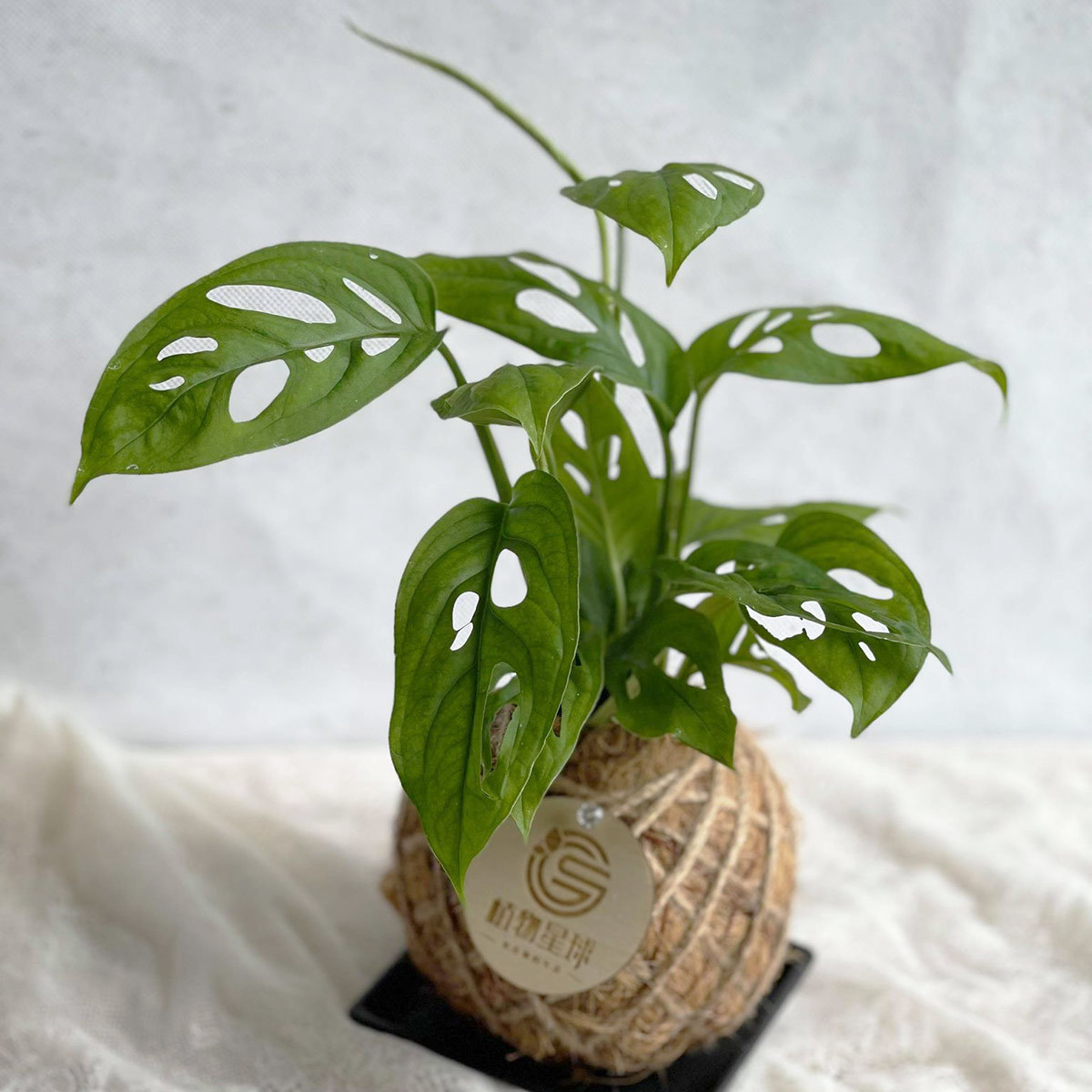 PD46｜窗孔龜背芋小苔球