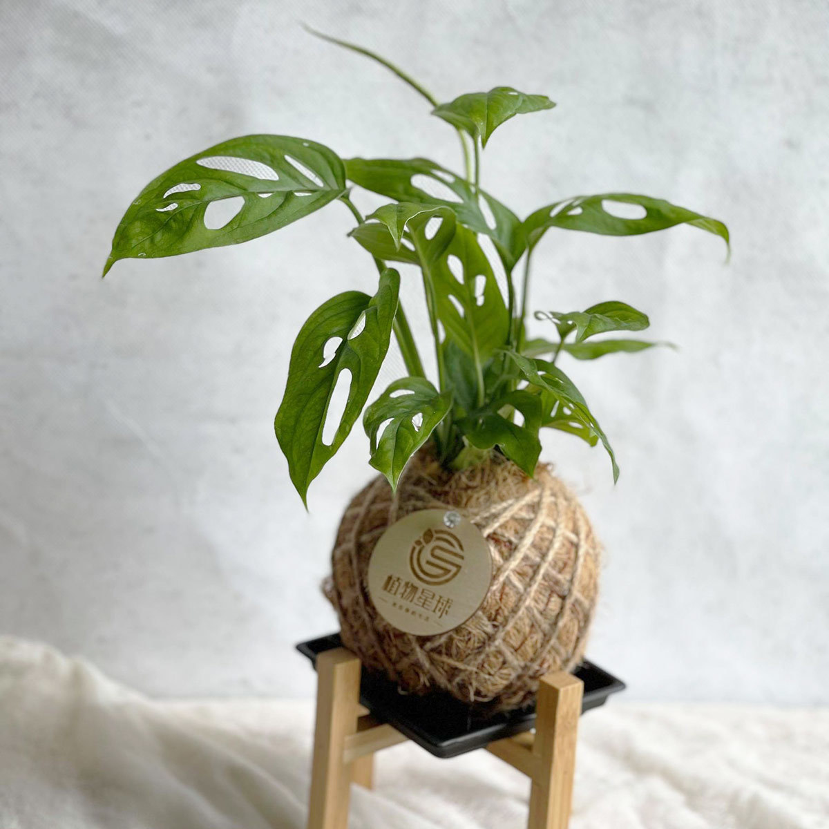 PD46｜窗孔龜背芋小苔球