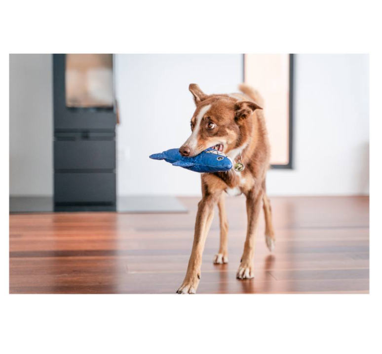 RedDingo-Durables 狗玩具- Shark