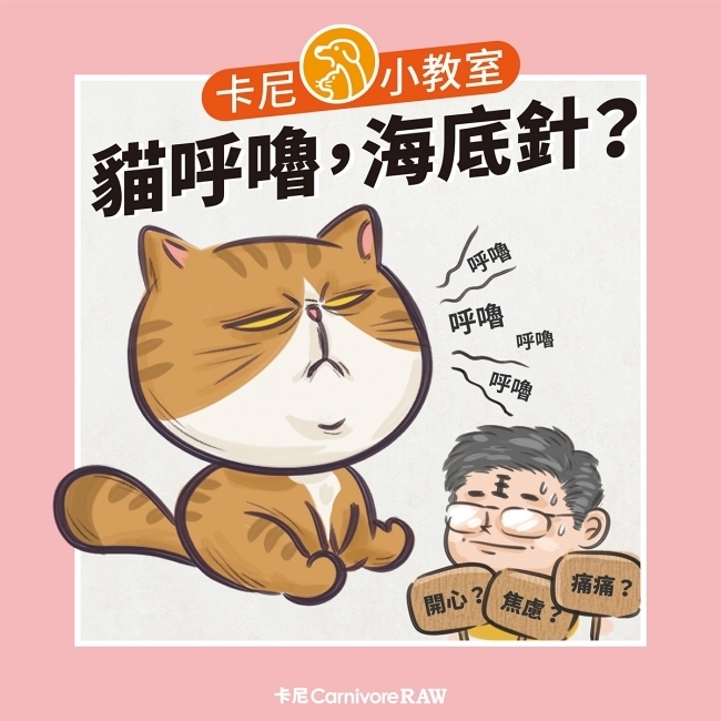 貓呼嚕代表什麼？