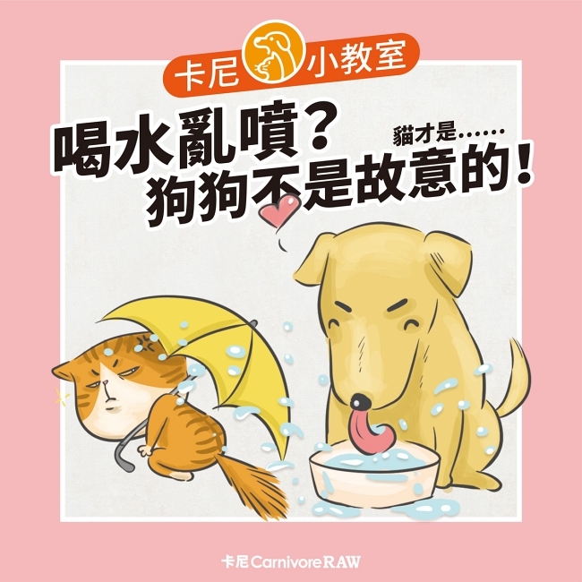 喝水亂噴，狗狗不是故意的！