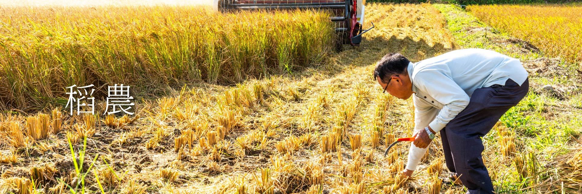 稻農