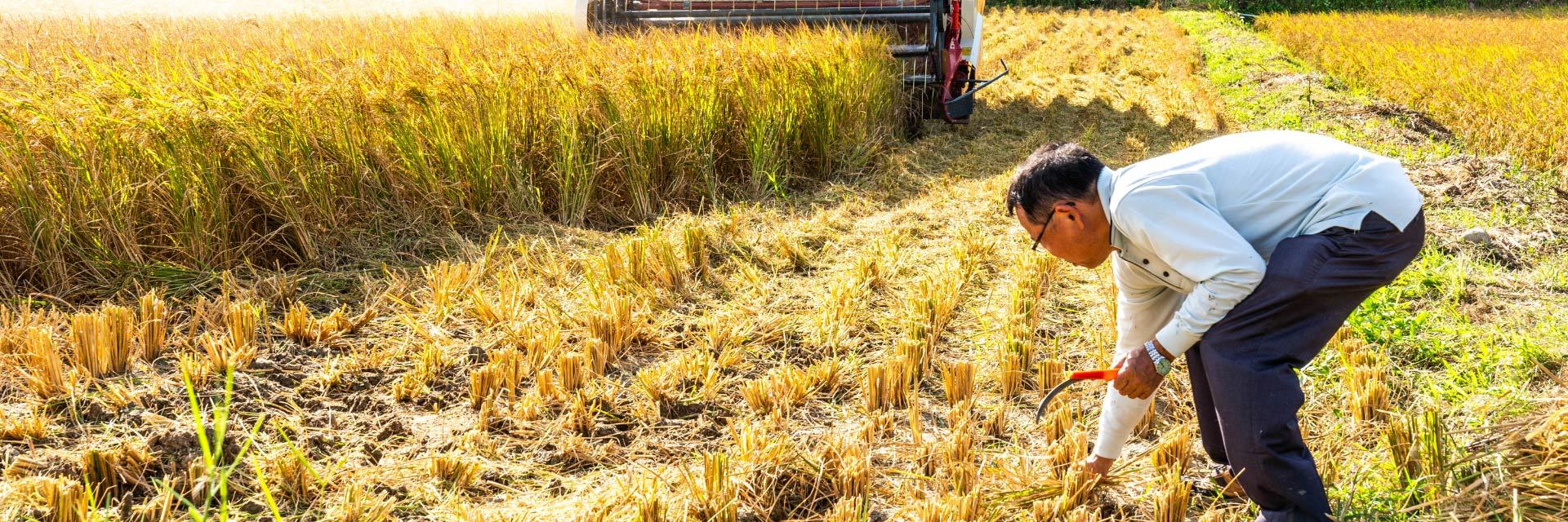 石虎米,花漾好日子,收割,稻米