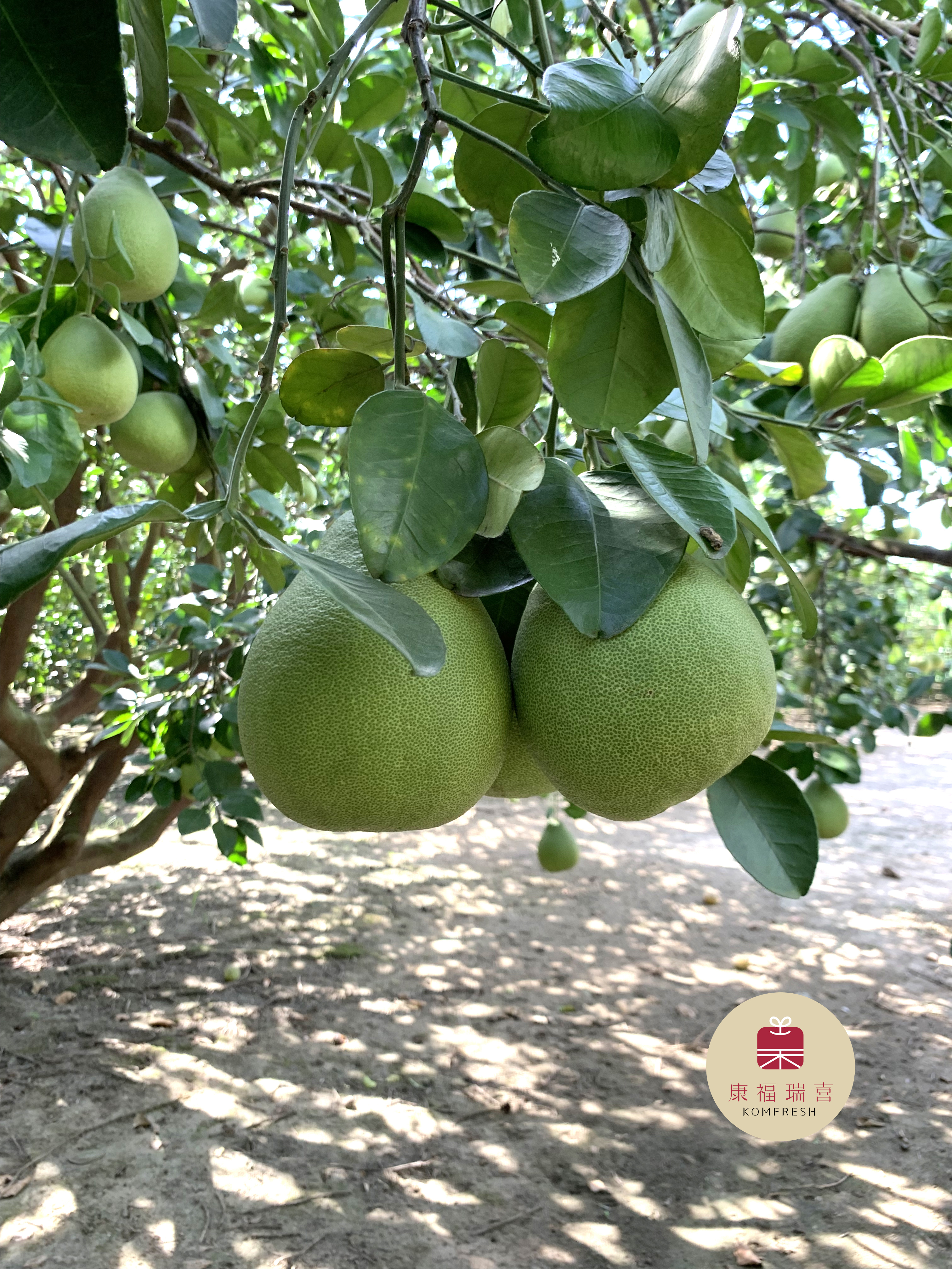 花蓮鶴岡 | 文旦柚 | 40年老欉