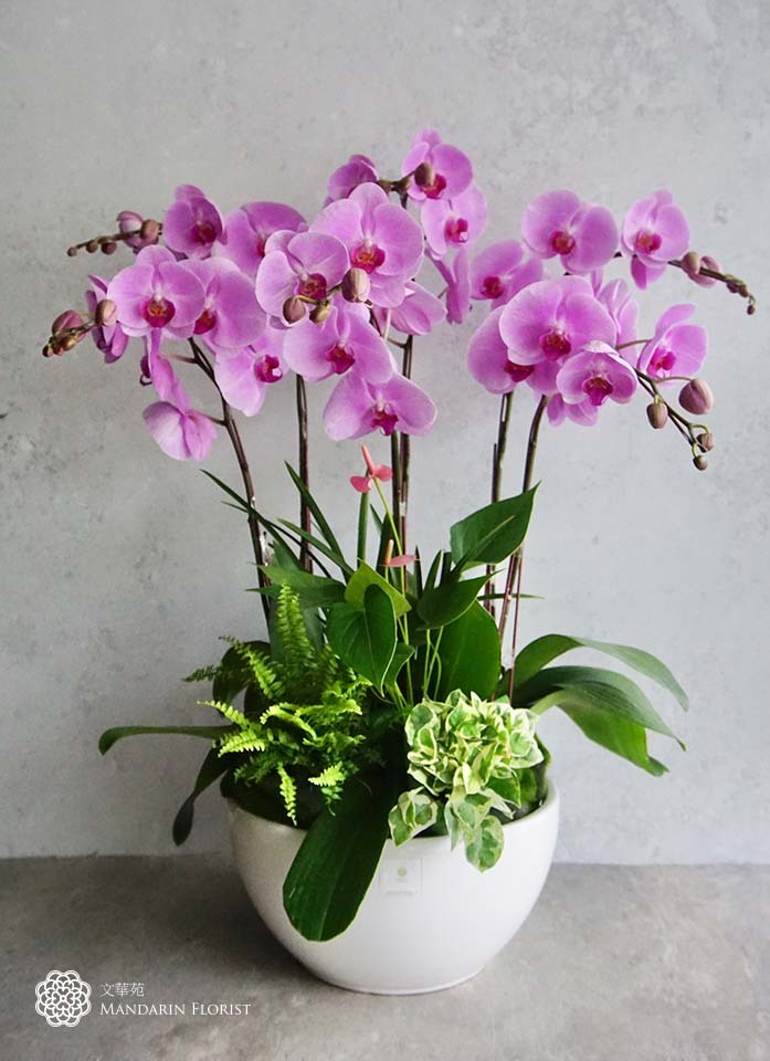 蘭花圖 蘭花- 蝴蝶蘭|藏寶圖- Muse Florist