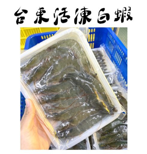【蝦九鱻】台東活凍白蝦-XL size🦐深層海水養殖白蝦🦐❄️冷凍宅配❄️