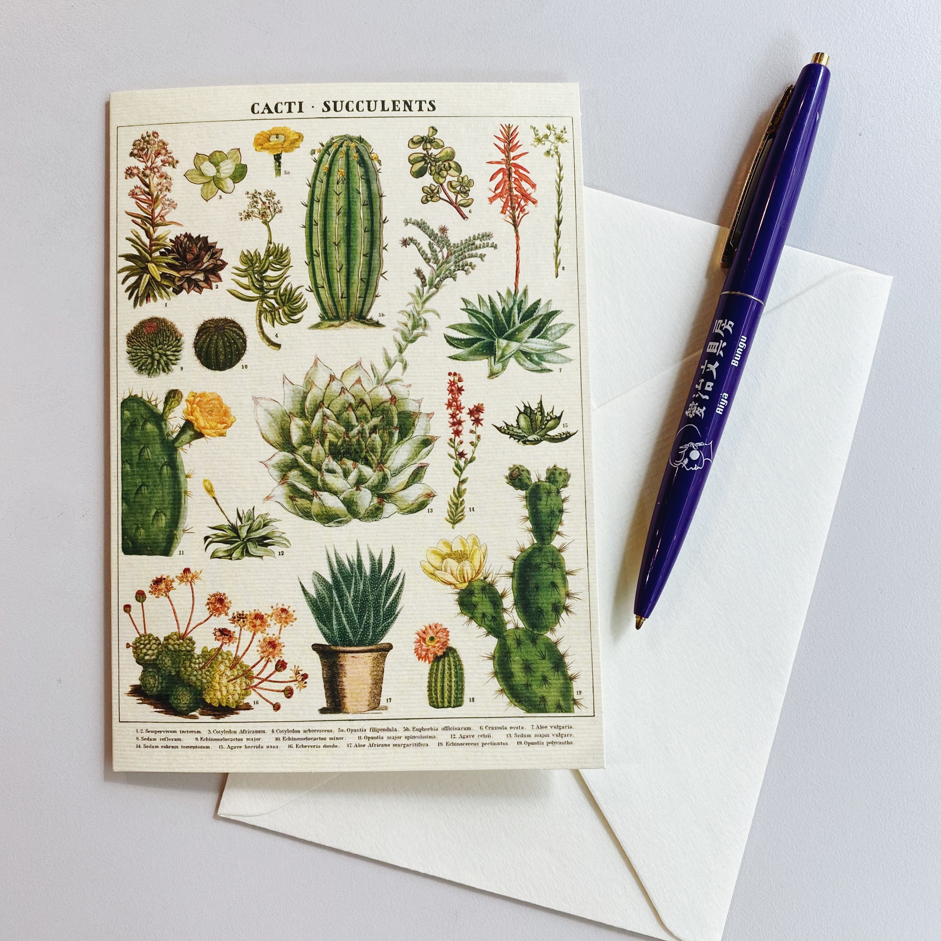 Cavallini 多肉植物 萬用卡片 賀卡