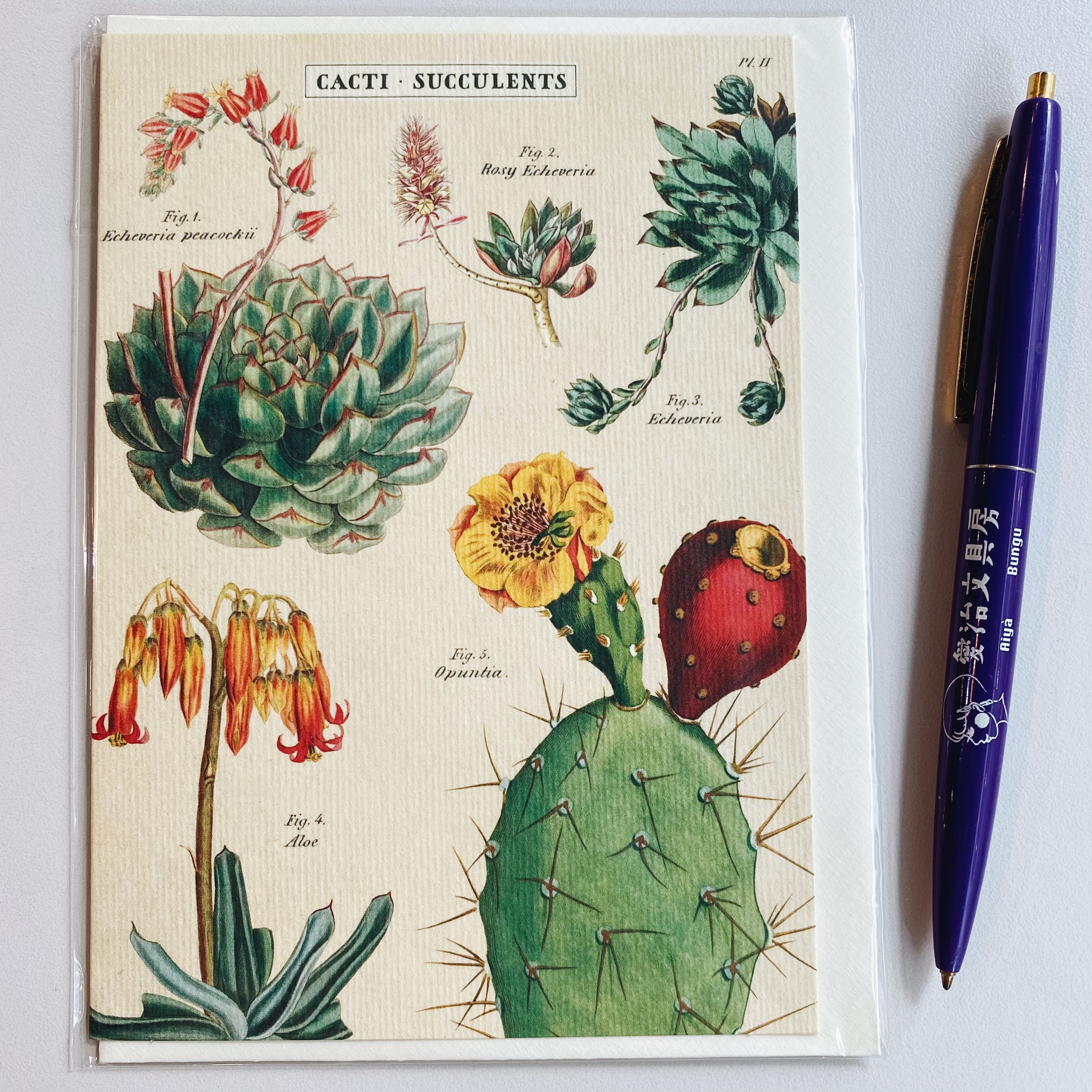 Cavallini 多肉植物 萬用卡片 賀卡