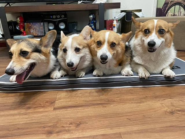 經典透氣睡墊-蘇家四兄妹:蘇祕魯,蘇jojo,蘇sake,蘇vaga