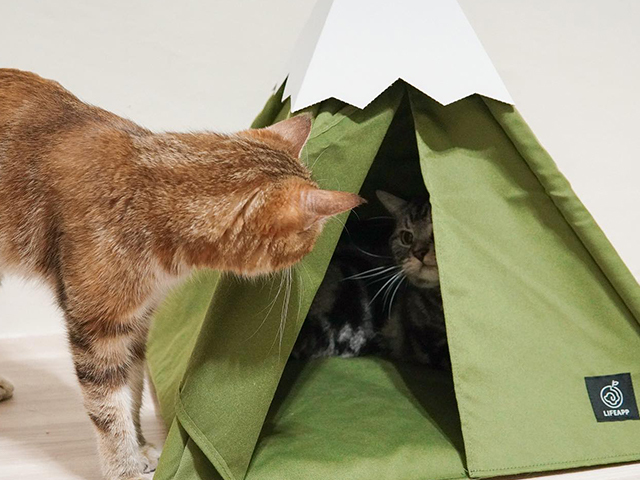 小貓山丘－咘嚕.booooolu