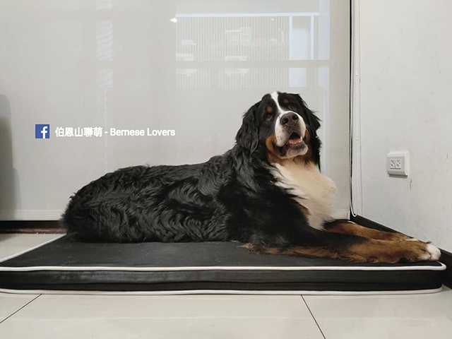 經典透芯涼睡墊－伯恩山聯萌 - Bernese Lovers