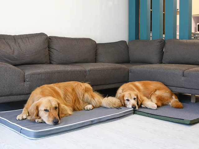 LIFEAPP經典透氣睡墊／摺疊墊－洛基小聿媽ｘ黃金獵犬吳洛基