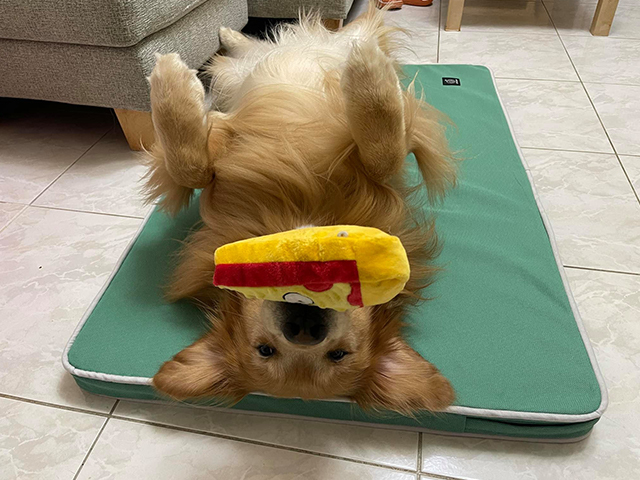 經典透氣睡墊-小神經Charles和三個腦包小貓咪