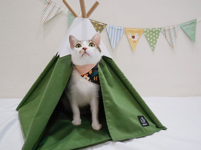 小貓山丘-捏捏補給站