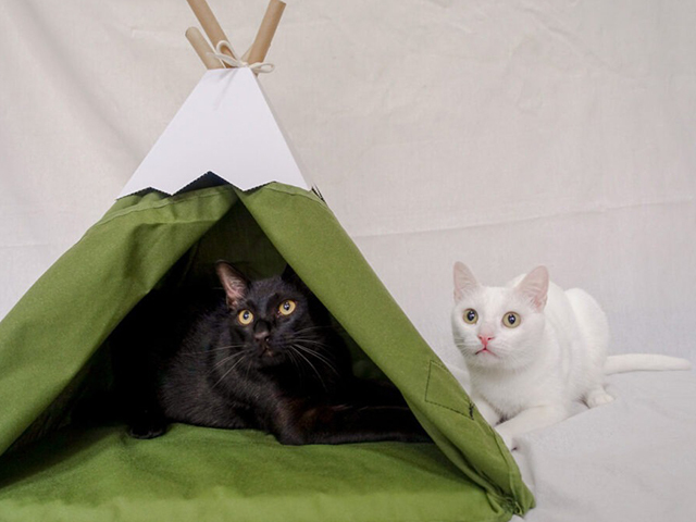 小貓山丘-圓仔 𝕚𝕟𝕟-𝕒