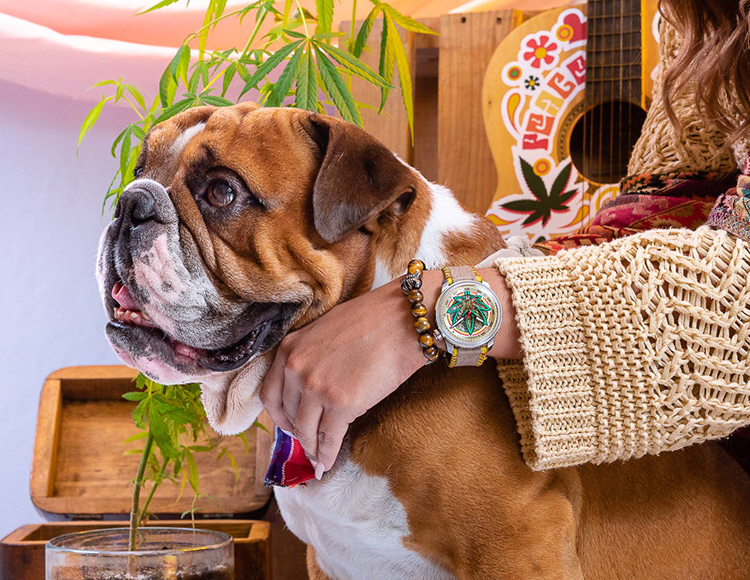 BOMBERG BB-01 Automatic Cure the BullDog