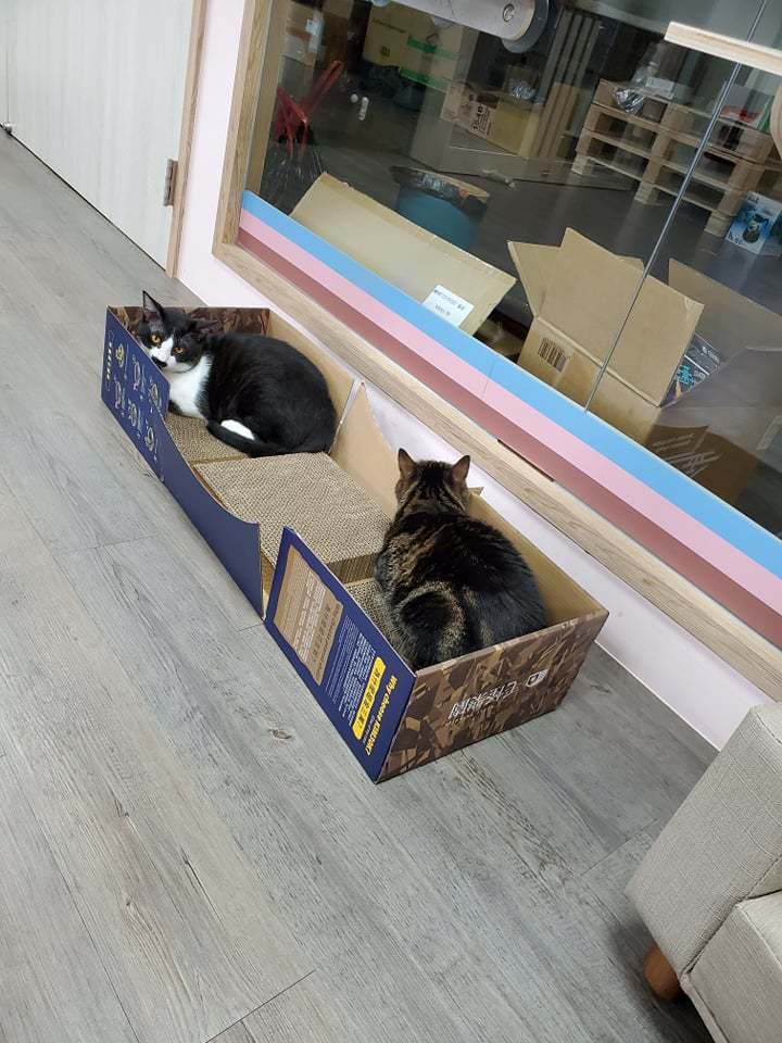 【毛怪樂園】金三萬KIM30K 花生殼貓砂 - 4包抓板貓屋限定禮盒（花生條型砂）