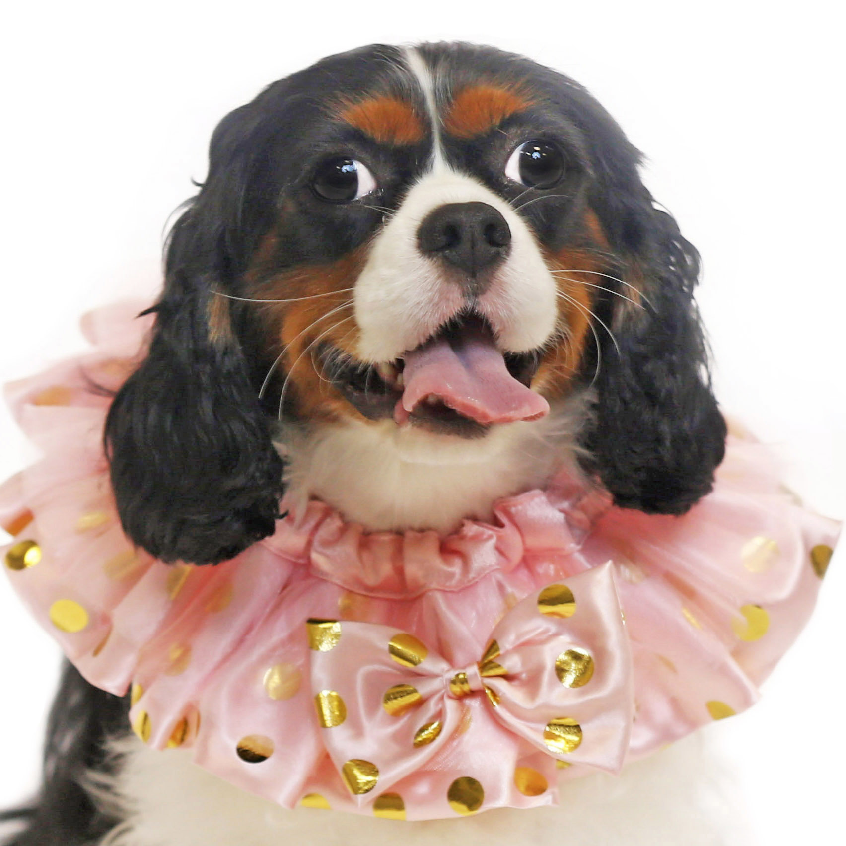 Golden Dot Pink Princess Collar