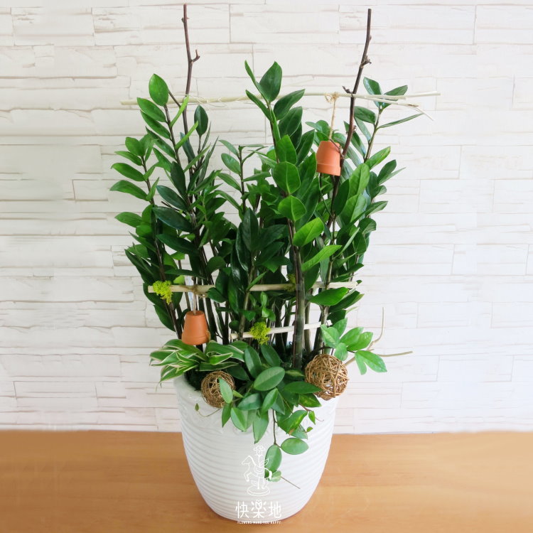 攀登躍升 I 金錢樹  GP210303