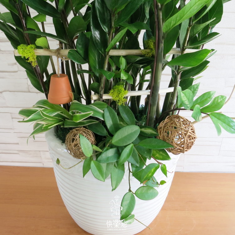 攀登躍升 I 金錢樹  GP210303