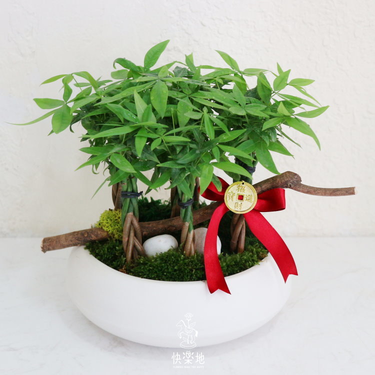 雲開見日 I 發財樹  GP210250