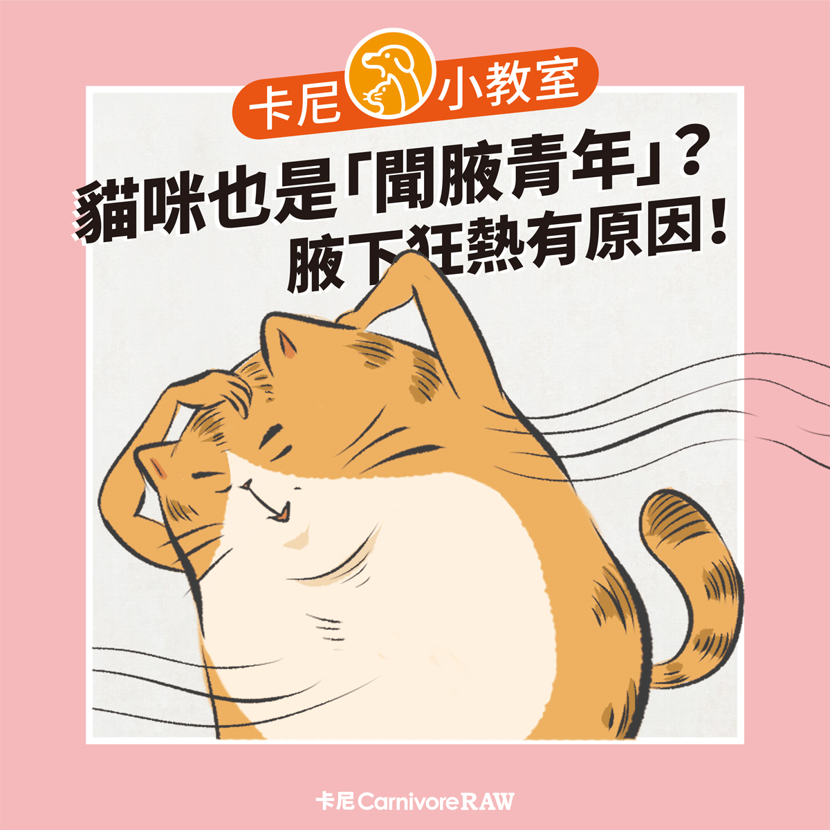 為何貓咪喜歡聞腋下