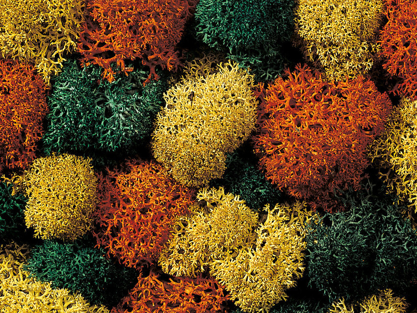 Noch 08620 Lichen.75g