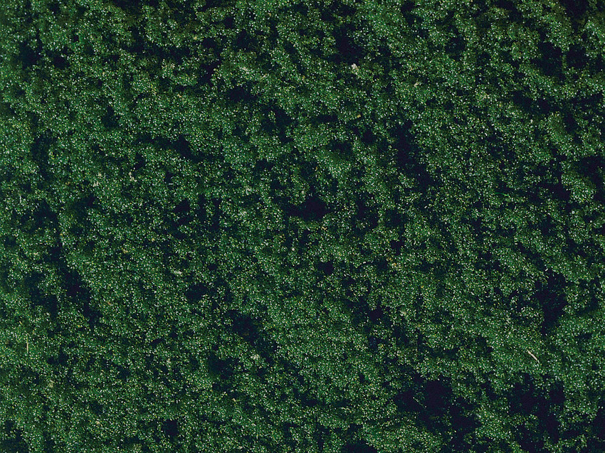 Noch 07206 Flock  Dark Green,20 g