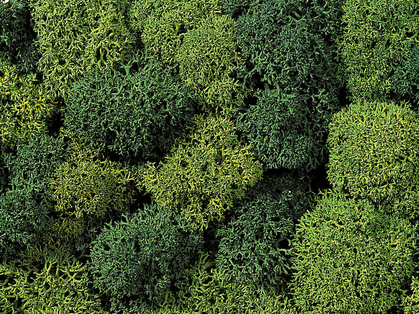 Noch 08610 Lichen  Green Mix  assorted