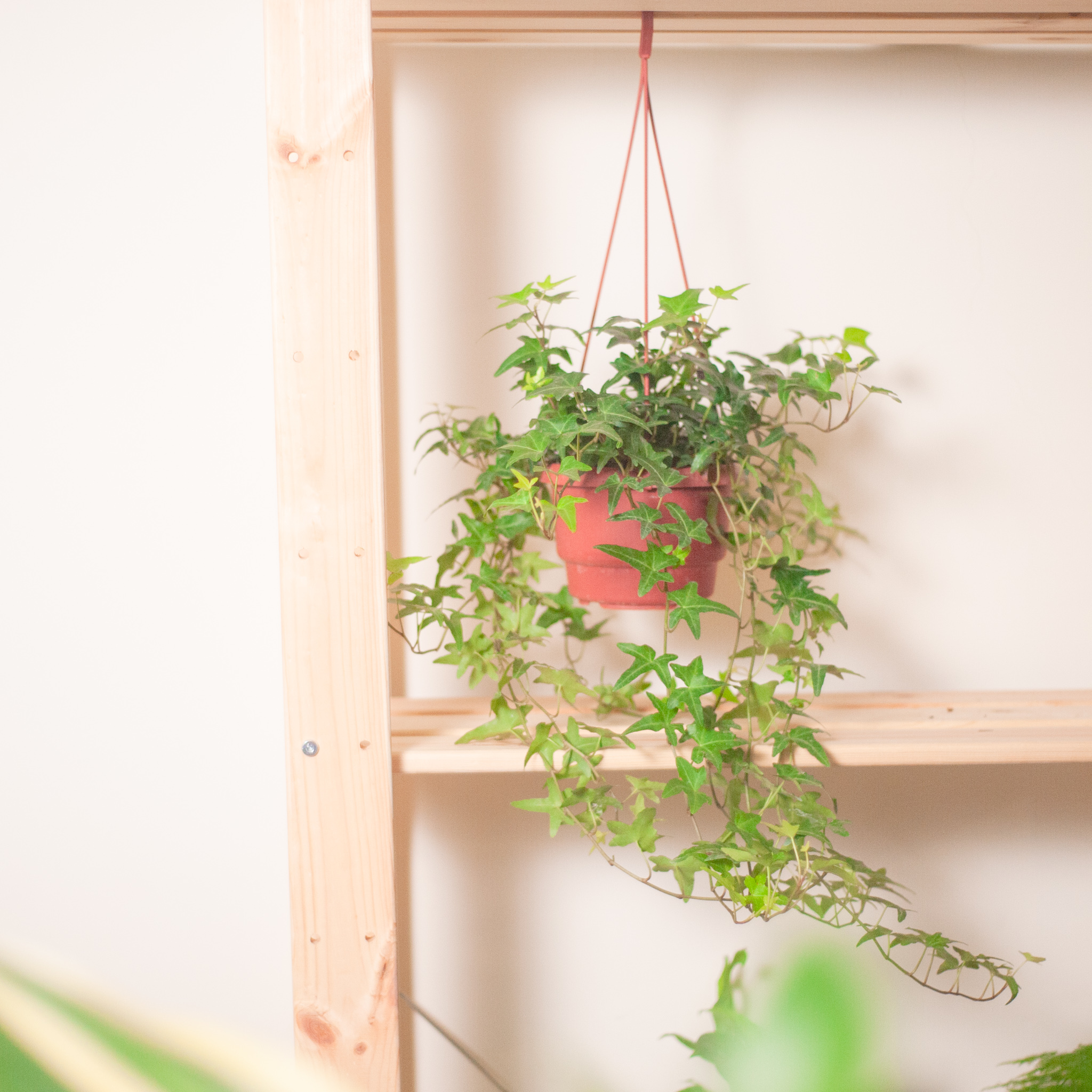 觀葉植物 常春藤吊盆