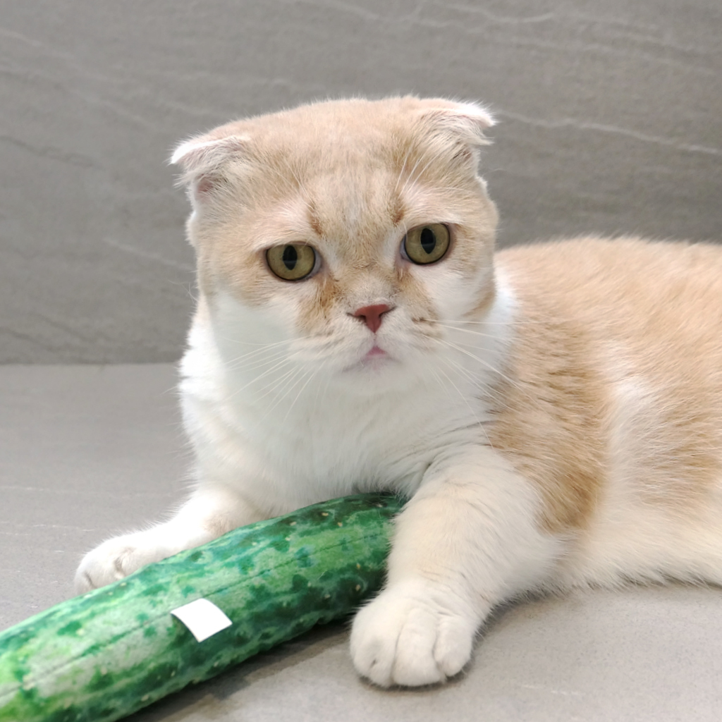 長黃瓜-100%貓薄荷填充玩具